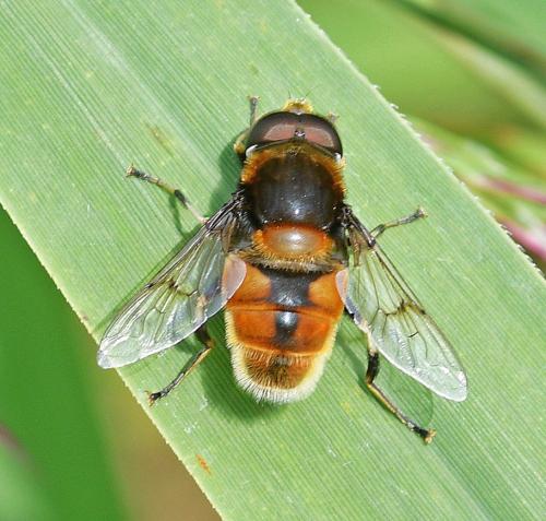 Eristalis intricaria